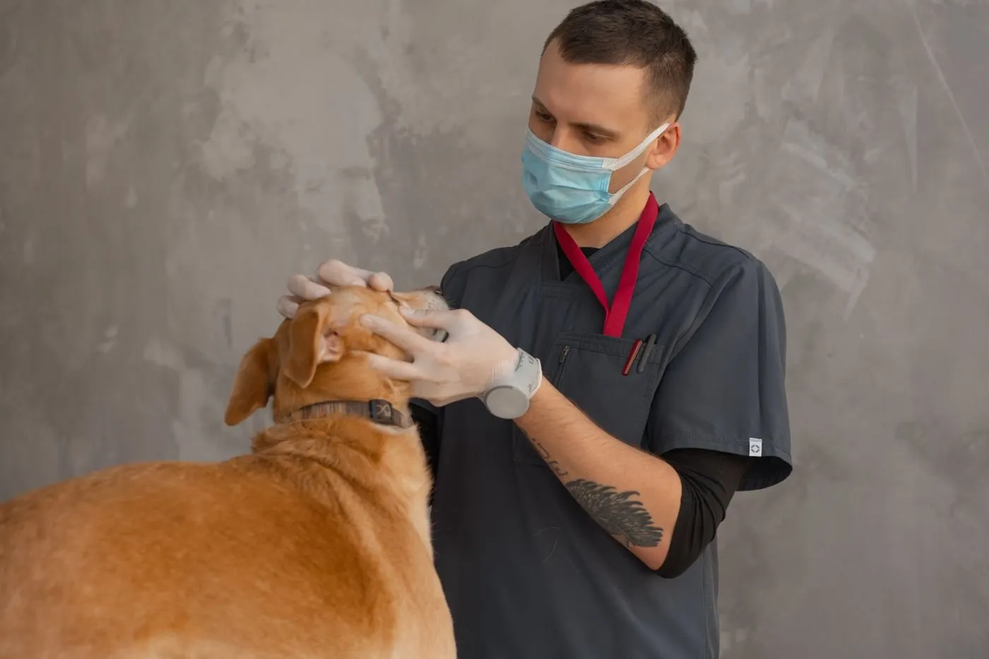 Veterinary Medicines