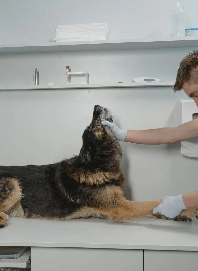 Veterinary